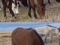 Kůň, Kazakh horse — foto 2