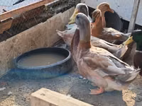 ساكسوني — الصورة 6