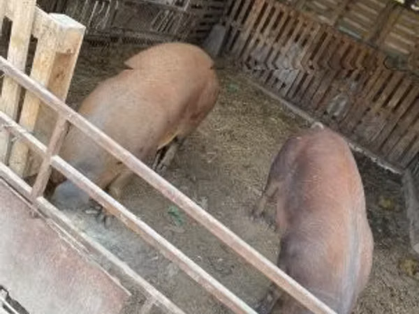 Eber, Schweine