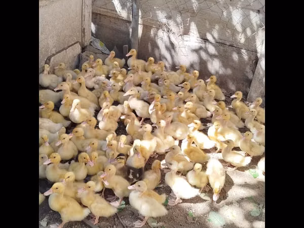 Německý pekin