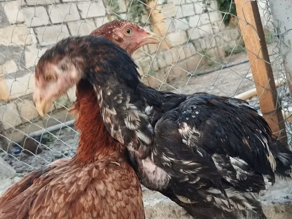 Chickens — Ozarbayjon