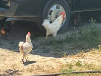 Turkeys — Foto 5
