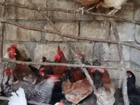 Chickens — foto 5