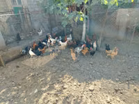 Chickens — foto 2
