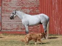 Cavalo, Tennessee Walking Horse — foto 2