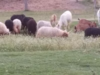 كبش, Racka sheep — الصورة 5
