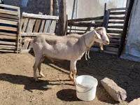 Cabro, Saanen goat — foto 3