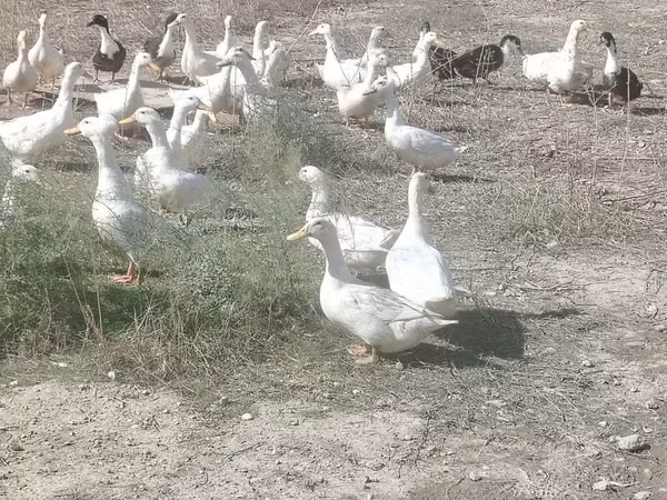 Ducks — Azerbaijão