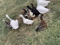 Ducks — photo 3