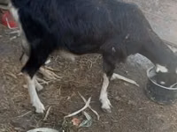Ziege, Alpine goat — Foto 2