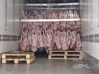 Окорок барана н/к задний уругвай   halal — foto 4