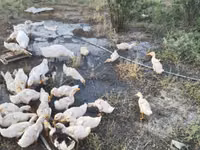 Ducks — ფოტო 5