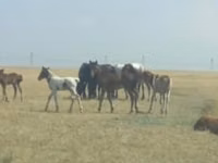 Mare, Horses — photo 2