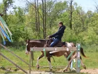 Cavalo, Pinto horses — foto 4