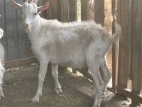 ஆண் வெள்ளாடு, Saanen goat — புகைப்படம் 1