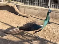 Chickens — الصورة 2
