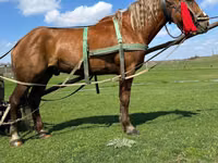 Cavalo, Cavalos — foto 5