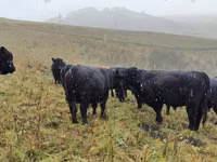 Kuh, Galloway-Rind — Foto 4