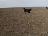 İnek, Sığır — foto 4