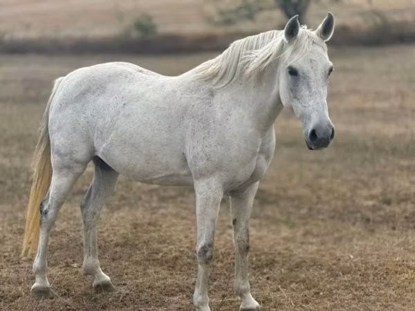 Бие, Shagya