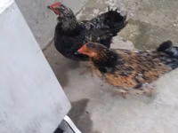 Chickens — Foto 1