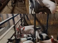 Knur, Świnie — zdjęcie 1