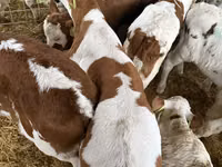 Bull, Simmental cattle — photo 2