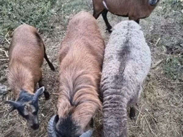 Ovce, Cameroon sheep