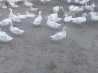 Ducks — foto 1