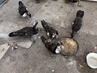 Ducks — Foto 1