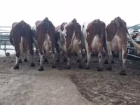 Vache, Montbéliarde — photo 1