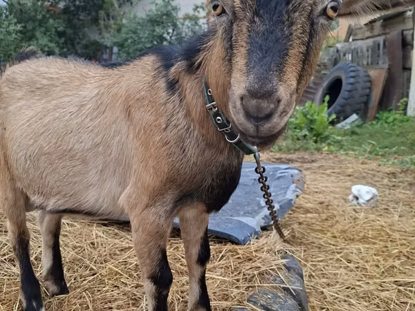 Echki, Alpine goat