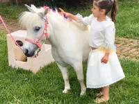 At, Miniature horse — foto 2