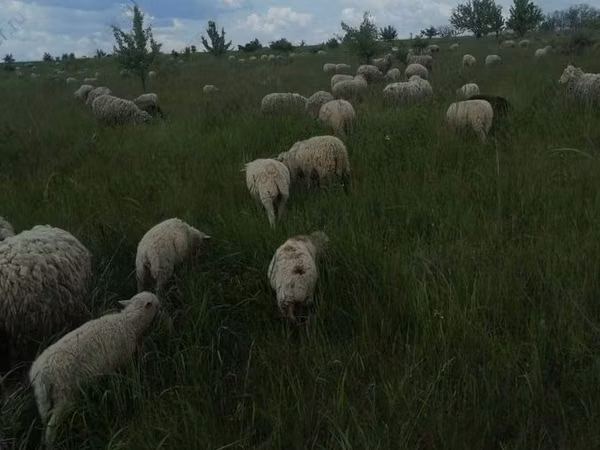 Beran, Merino sheep