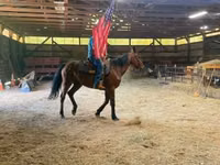 Cavalo, Standardbred — foto 2