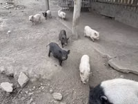 Kanec — foto 1