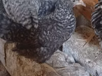 Slovinská proužkovaná slepice — foto 3