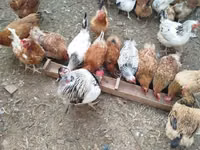 Chickens — Foto 6
