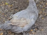 Ducks — الصورة 4