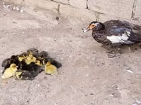 Ducks — foto 3