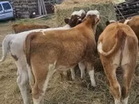 ثور, Simmental cattle — الصورة 6