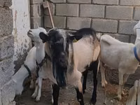 Ziegenbock, Alpine goat — Foto 3