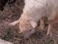 Cabra, Cabras — foto 1