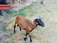 ஆண் ஆடு, Cameroon sheep — புகைப்படம் 2