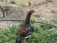 Chickens — foto 2