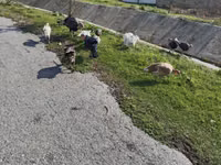 Turkeys — 写真 2