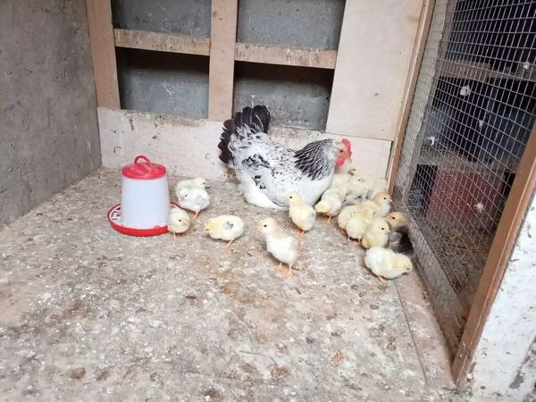 Chickens — Azerbaïdjan