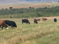 Kuh, Simmental cattle — Foto 5
