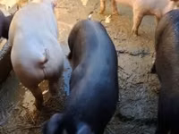 Boar — photo 2