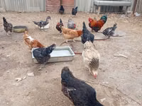 Chickens — புகைப்படம் 1
